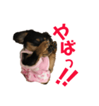 ぶらっくたんたん★カニンヘン★Vol.1（個別スタンプ：24）