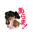 ぶらっくたんたん★カニンヘン★Vol.1（個別スタンプ：25）