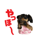 ぶらっくたんたん★カニンヘン★Vol.1（個別スタンプ：26）