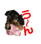 ぶらっくたんたん★カニンヘン★Vol.1（個別スタンプ：27）
