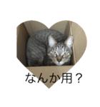 まろんスタンプNO．2（個別スタンプ：5）