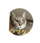 まろんスタンプNO．2（個別スタンプ：6）