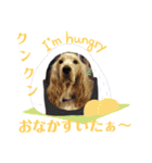 Eコッカー ハリーの日常2（個別スタンプ：4）