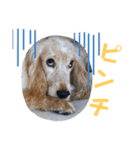 Eコッカー ハリーの日常2（個別スタンプ：16）