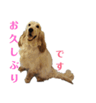 Eコッカー ハリーの日常2（個別スタンプ：18）