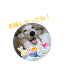 Eコッカー ハリーの日常2（個別スタンプ：20）