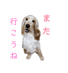 Eコッカー ハリーの日常2（個別スタンプ：26）
