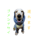 Eコッカー ハリーの日常2（個別スタンプ：29）