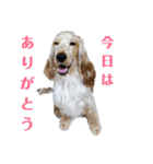 Eコッカー ハリーの日常2（個別スタンプ：32）
