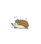 ハリネズミ 1（個別スタンプ：5）