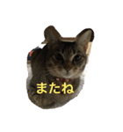 ネコ〜コムギちゃま〜（個別スタンプ：2）