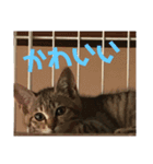 ネコ〜コムギちゃま〜（個別スタンプ：3）