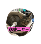 ネコ〜コムギちゃま〜（個別スタンプ：5）