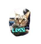 ネコ〜コムギちゃま〜（個別スタンプ：11）