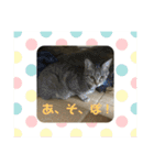 ネコ〜コムギちゃま〜（個別スタンプ：13）