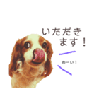 キャバリアかんたの毎日スタンプ（個別スタンプ：6）