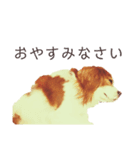 キャバリアかんたの毎日スタンプ（個別スタンプ：37）