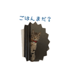 愛しのにゃんず（個別スタンプ：3）