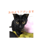 愛しのにゃんず（個別スタンプ：5）