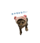 愛しのにゃんず（個別スタンプ：6）