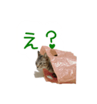 愛しのにゃんず（個別スタンプ：8）