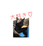 愛しのにゃんず（個別スタンプ：9）