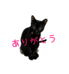 愛しのにゃんず（個別スタンプ：10）