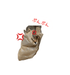 愛しのにゃんず（個別スタンプ：11）