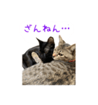 愛しのにゃんず（個別スタンプ：12）