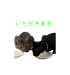 愛しのにゃんず（個別スタンプ：15）