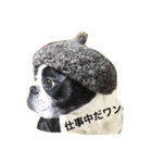 ボストンテリアのK2（個別スタンプ：5）
