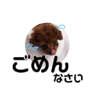 しゃもじのすたんぷ（個別スタンプ：13）