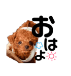 しゃもじのすたんぷ（個別スタンプ：20）