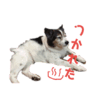 高篠ロペ②（個別スタンプ：8）
