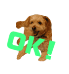 マルプー   犬   その1（個別スタンプ：1）