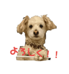 マルプー   犬   その1（個別スタンプ：3）