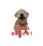 マルプー   犬   その1（個別スタンプ：4）
