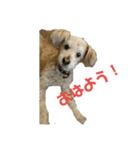 マルプー   犬   その1（個別スタンプ：5）