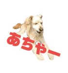 マルプー   犬   その1（個別スタンプ：7）