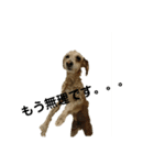 マルプー   犬   その1（個別スタンプ：8）
