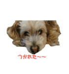 マルプー   犬   その1（個別スタンプ：9）