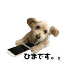 マルプー   犬   その1（個別スタンプ：10）