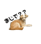 マルプー   犬   その1（個別スタンプ：11）