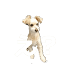 マルプー   犬   その1（個別スタンプ：12）