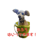 マルプー   犬   その1（個別スタンプ：13）