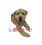 マルプー   犬   その1（個別スタンプ：14）
