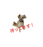 マルプー   犬   その1（個別スタンプ：15）