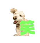 マルプー   犬   その1（個別スタンプ：16）