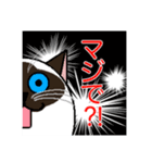 ラグドールのラテさん（個別スタンプ：21）