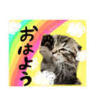 ねいるちゃんの挨拶❤️猫（個別スタンプ：2）